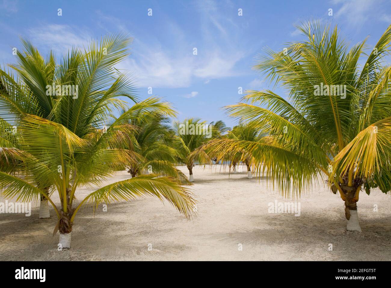 palm-trees-on-the-beach-las-palmas-resort-roatan-bay-islands