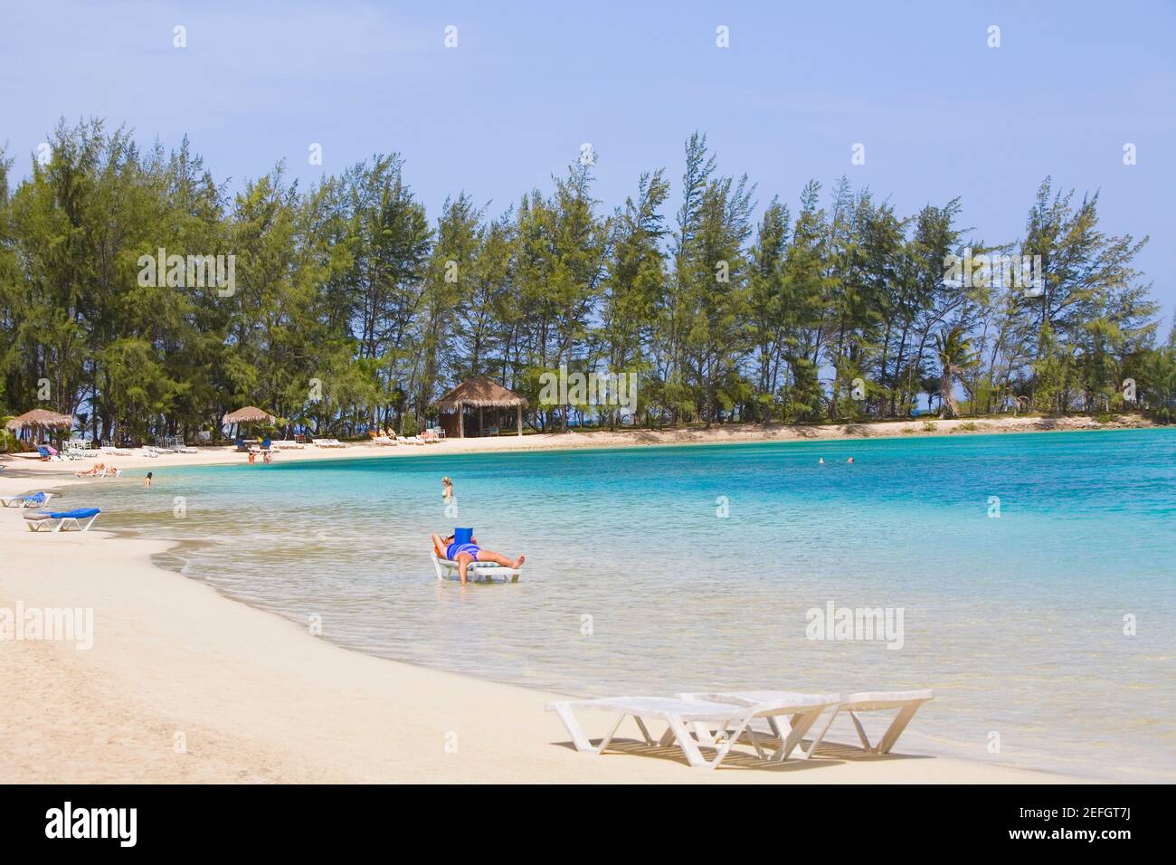 Trees along the seaside, Coral Cay, Dixon Cove, Roatan, Bay Islands ...