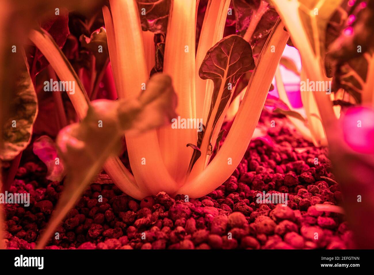 Plants growing in aquaponics system, College Park, Maryland Stock Photo