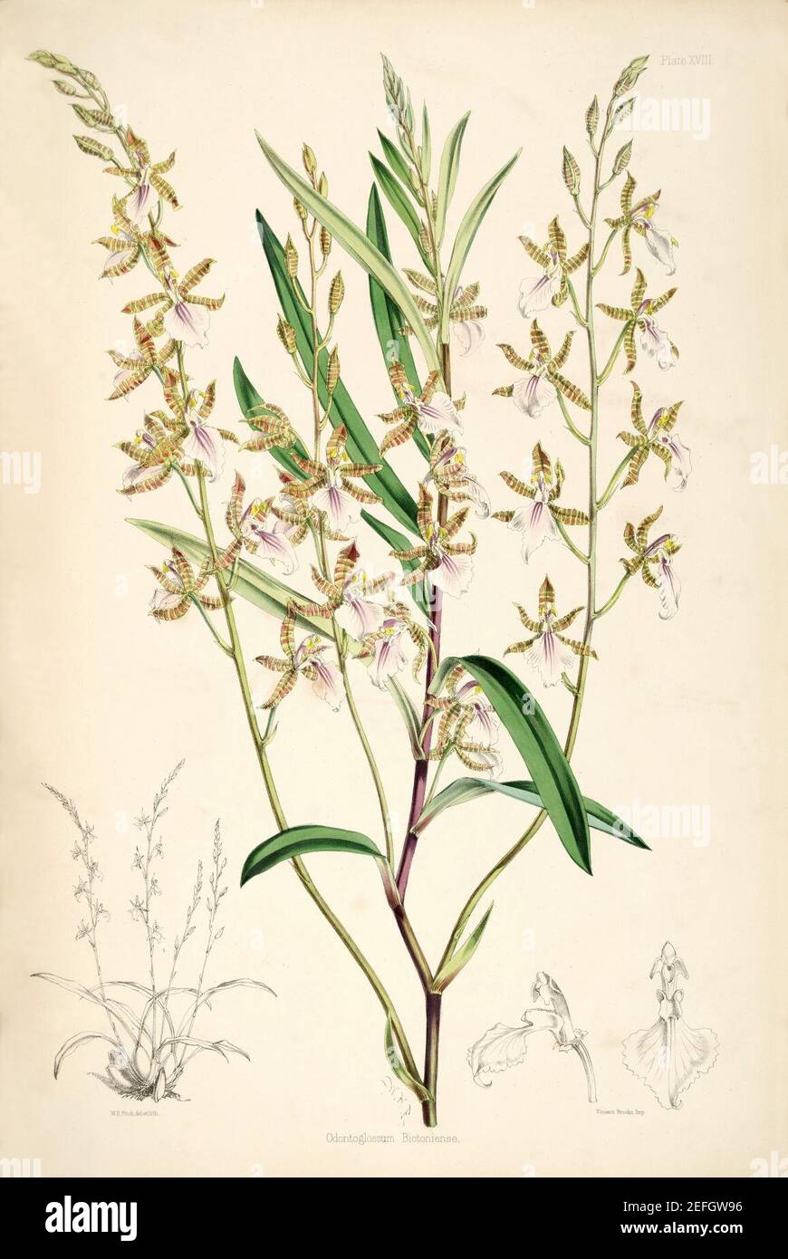 Odontoglossum bictoniense (syn Rhynchostele bictoniensis, Lemboglossum bictoniense) - pl. 18 - Bateman, Monogr.Odont. Stock Photo