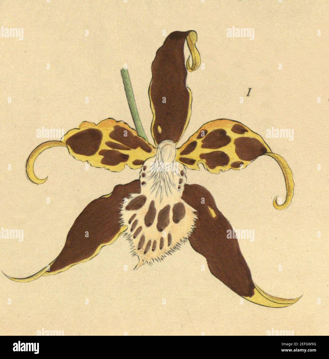 Odontoglossum hallii - fig. 1, cutout from Xenia 1-63 (1858). Stock Photo