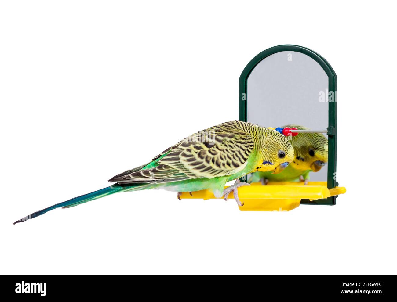 Cute Budgie bird playing in front of mirror by itself. On white