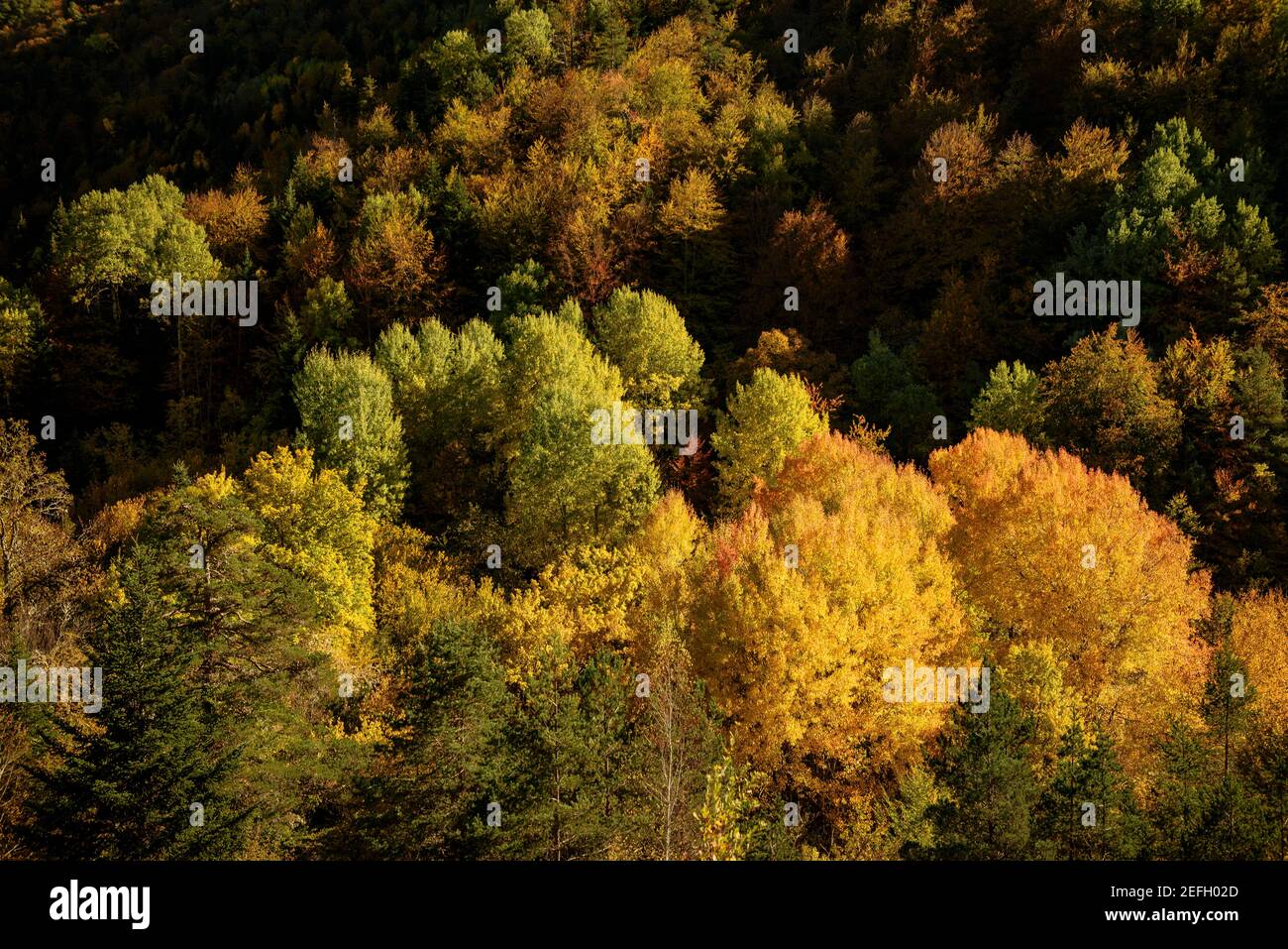 Dia parque nacional del bosque hi-res stock photography and images - Alamy