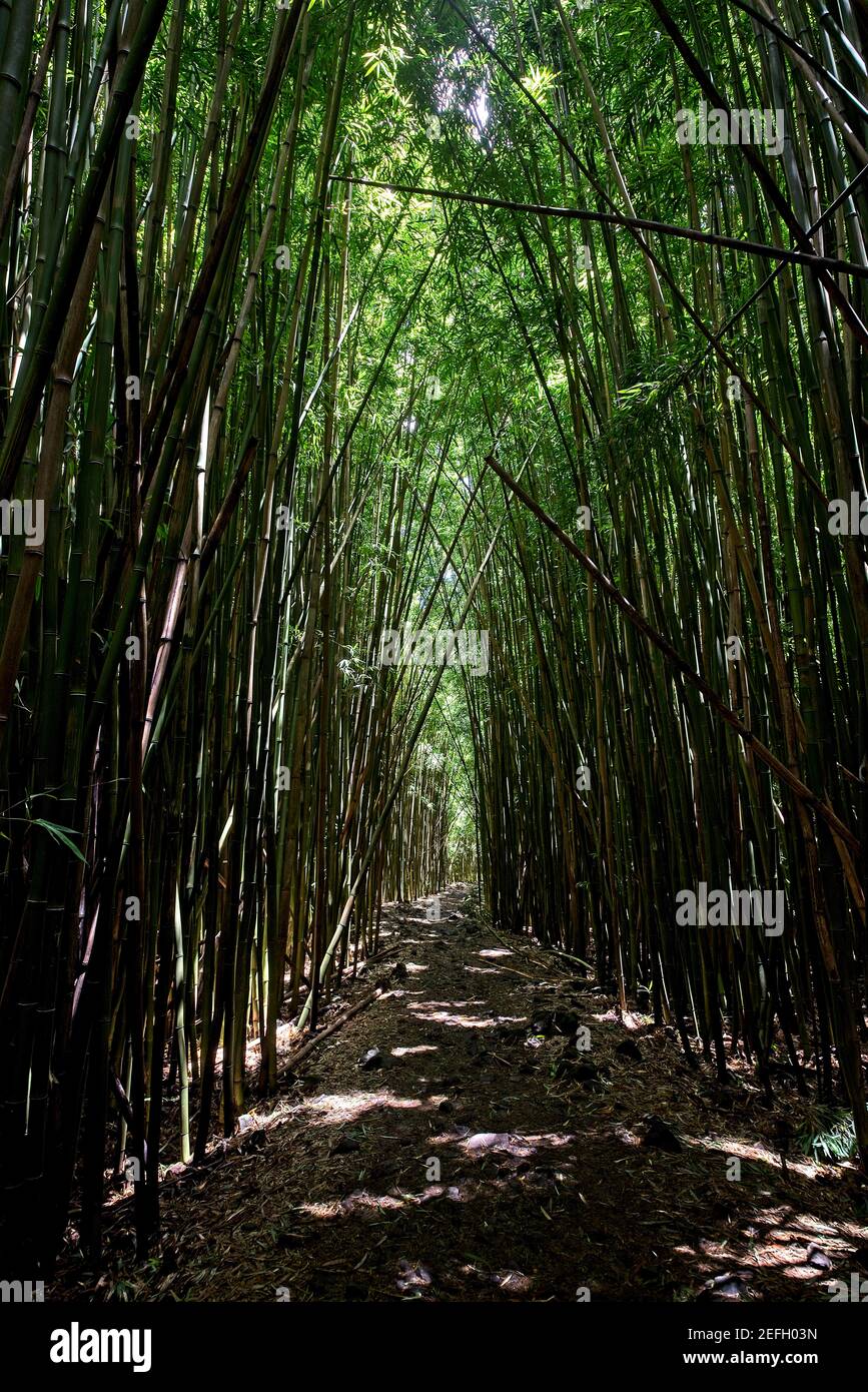 Bamboo Trail in National Park near Oheo Stock Photo Alamy