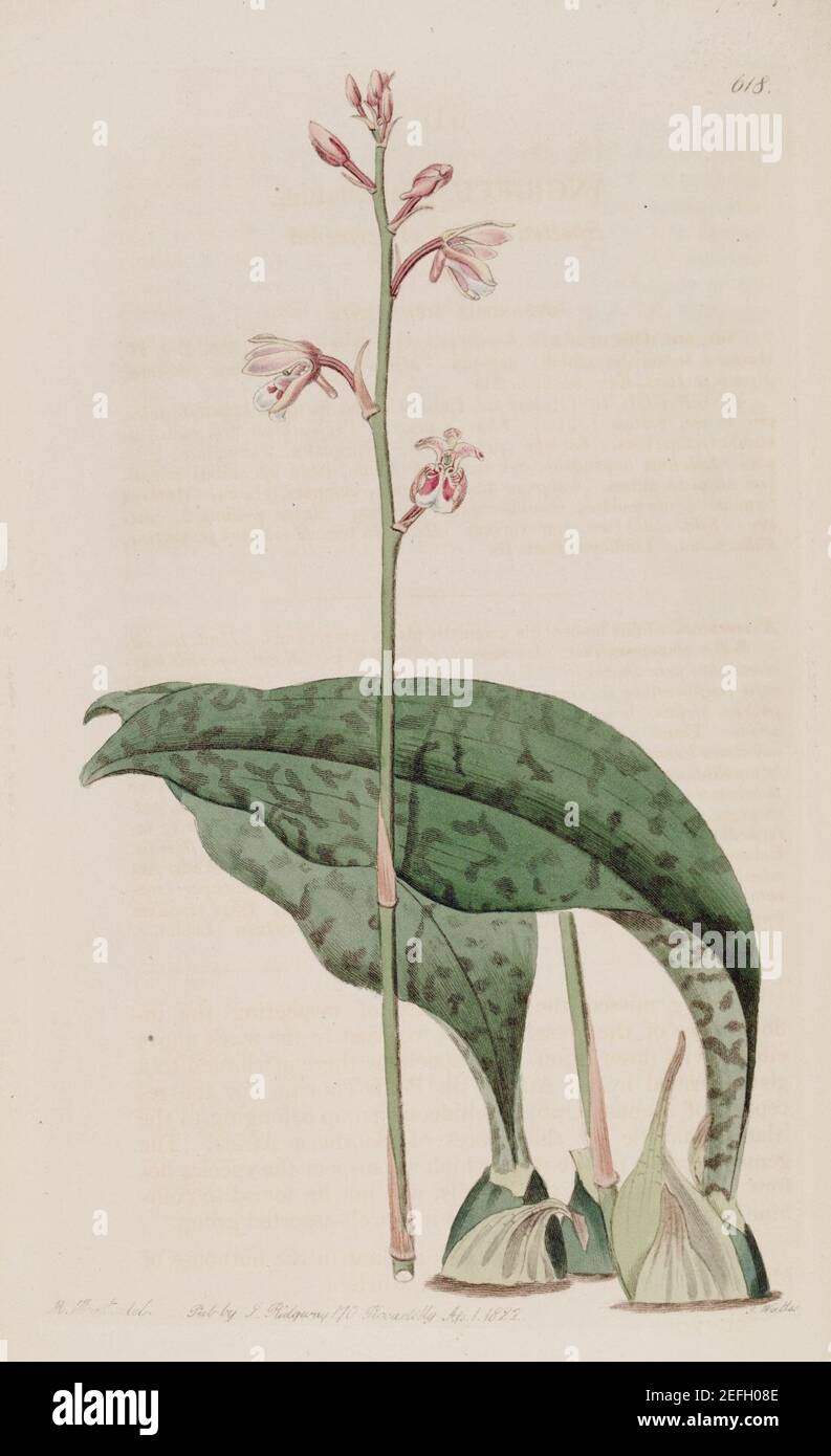 Oeceoclades maculata (as Angraecum maculatum) - Bot. Reg. 8 pl. 618 (1822). Stock Photo