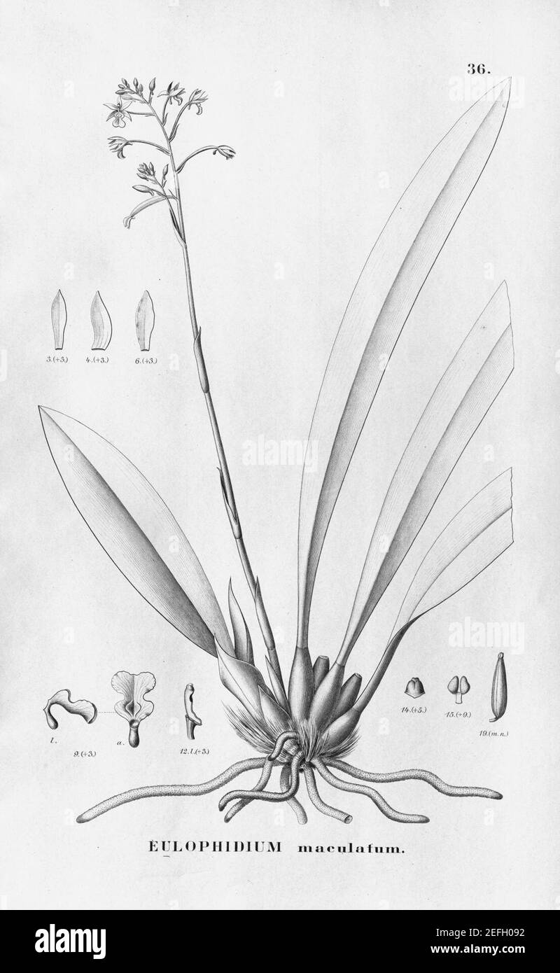 Oeceoclades maculata (as Eulophidium maculatum) - Fl.Br. 3-6-36. Stock Photo