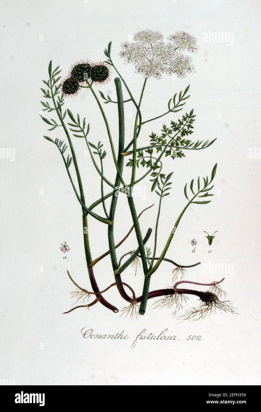 Oenanthe fistulosa — Flora Batava — Volume v7. Stock Photo
