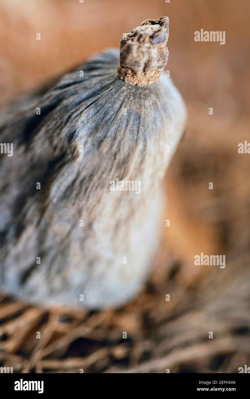 Dried up to change color hi-res stock photography and images - Alamy