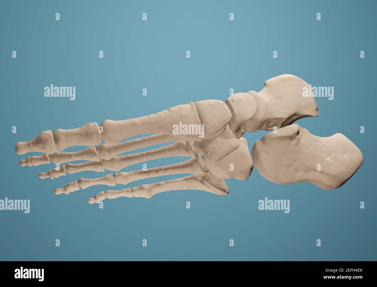 3D render showing bones of the foot. Stock Photo