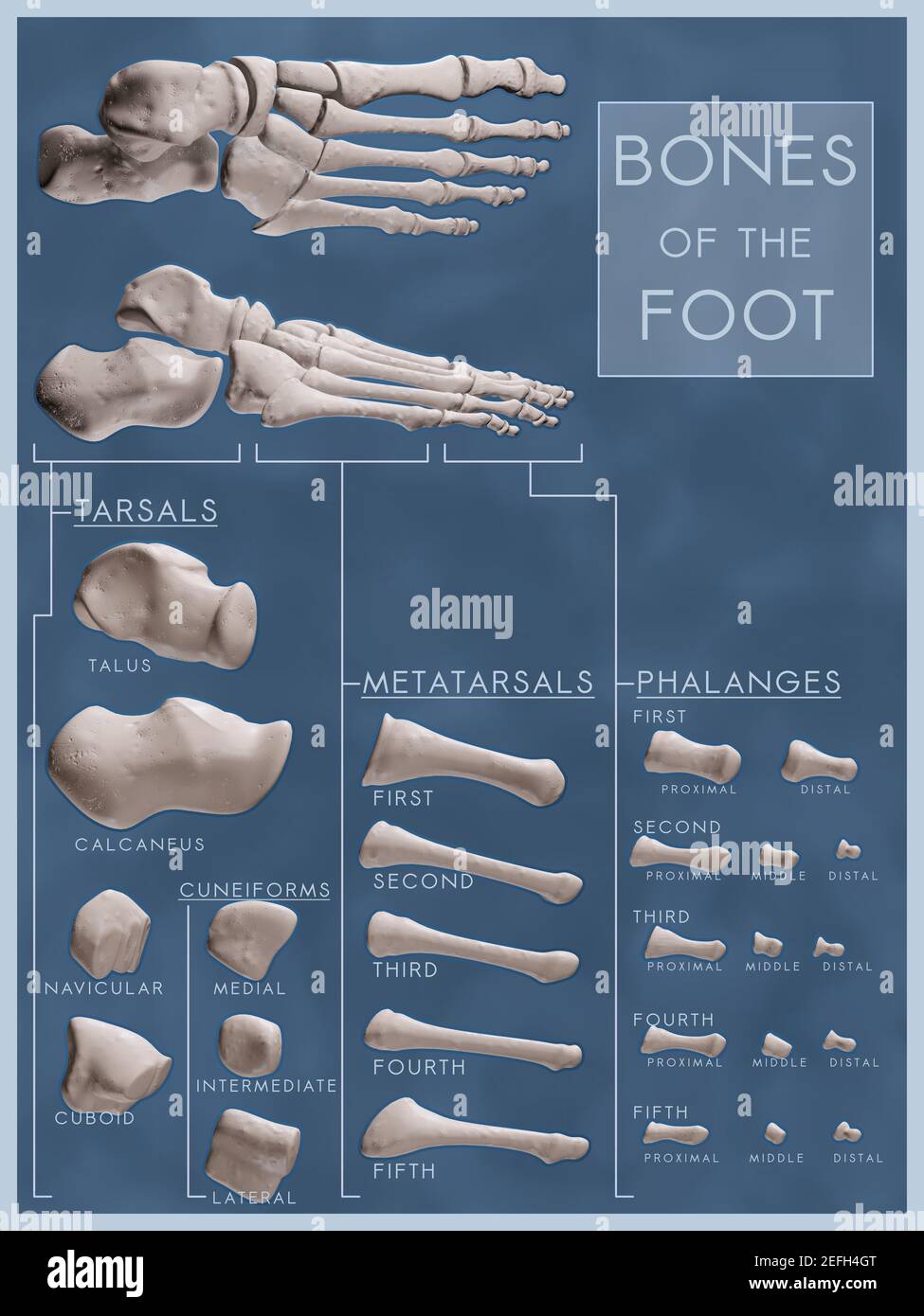 Classroom-ready poster showing bones of the foot in anatomical and exploded views. Each bone is labeled with scientific name and organised by category. Stock Photo