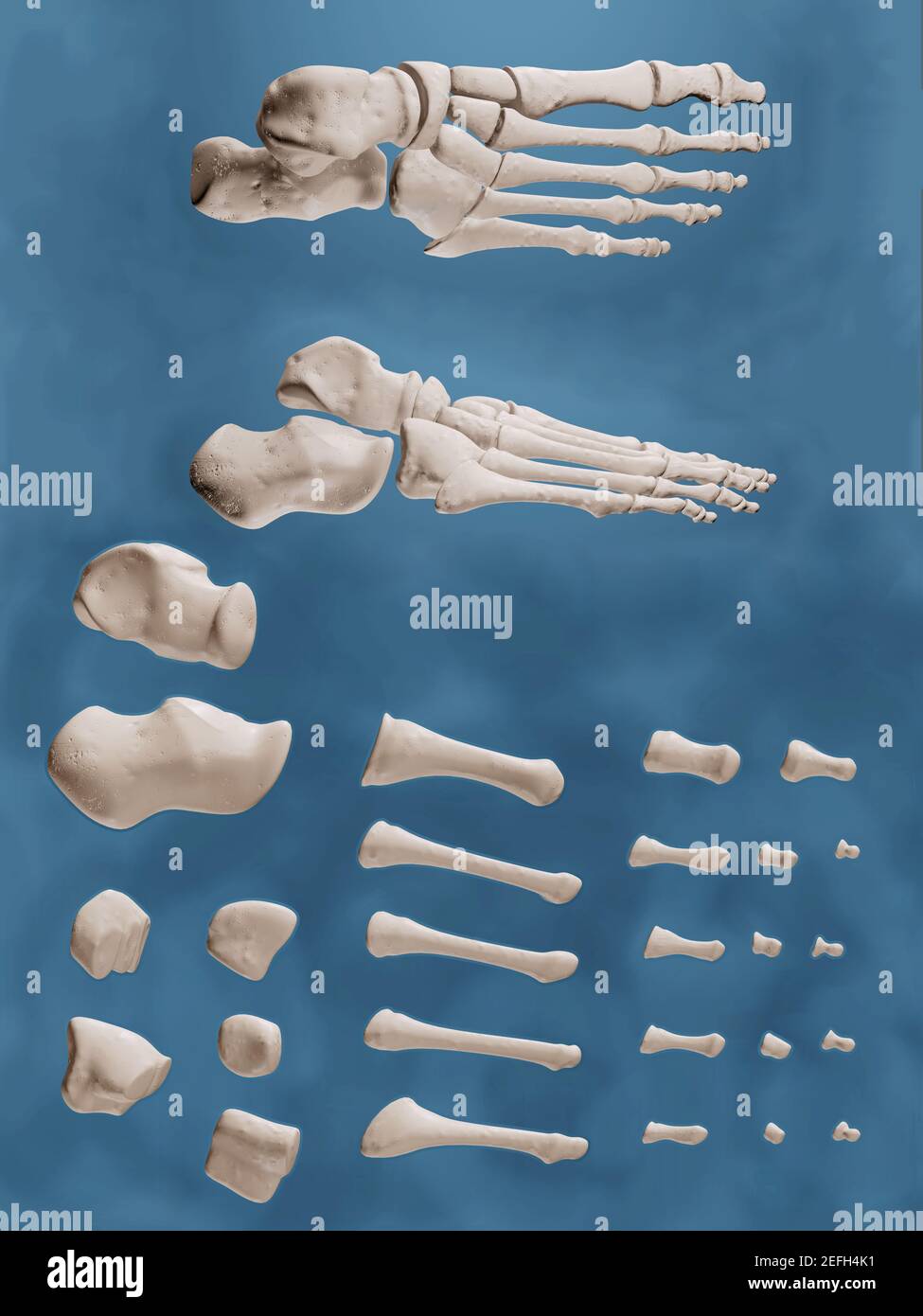 Classroom-ready poster showing bones of the foot in anatomical and exploded views. Stock Photo