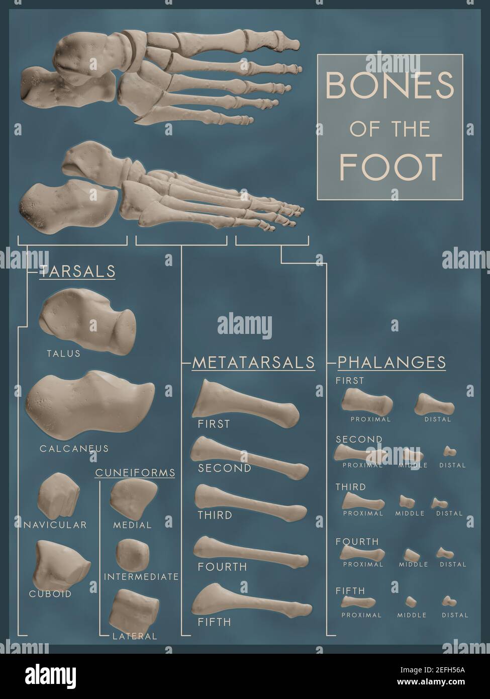 Classroom-ready poster showing bones of the foot in anatomical and exploded views. Each bone is labeled with scientific name and organised by category. Stock Photo