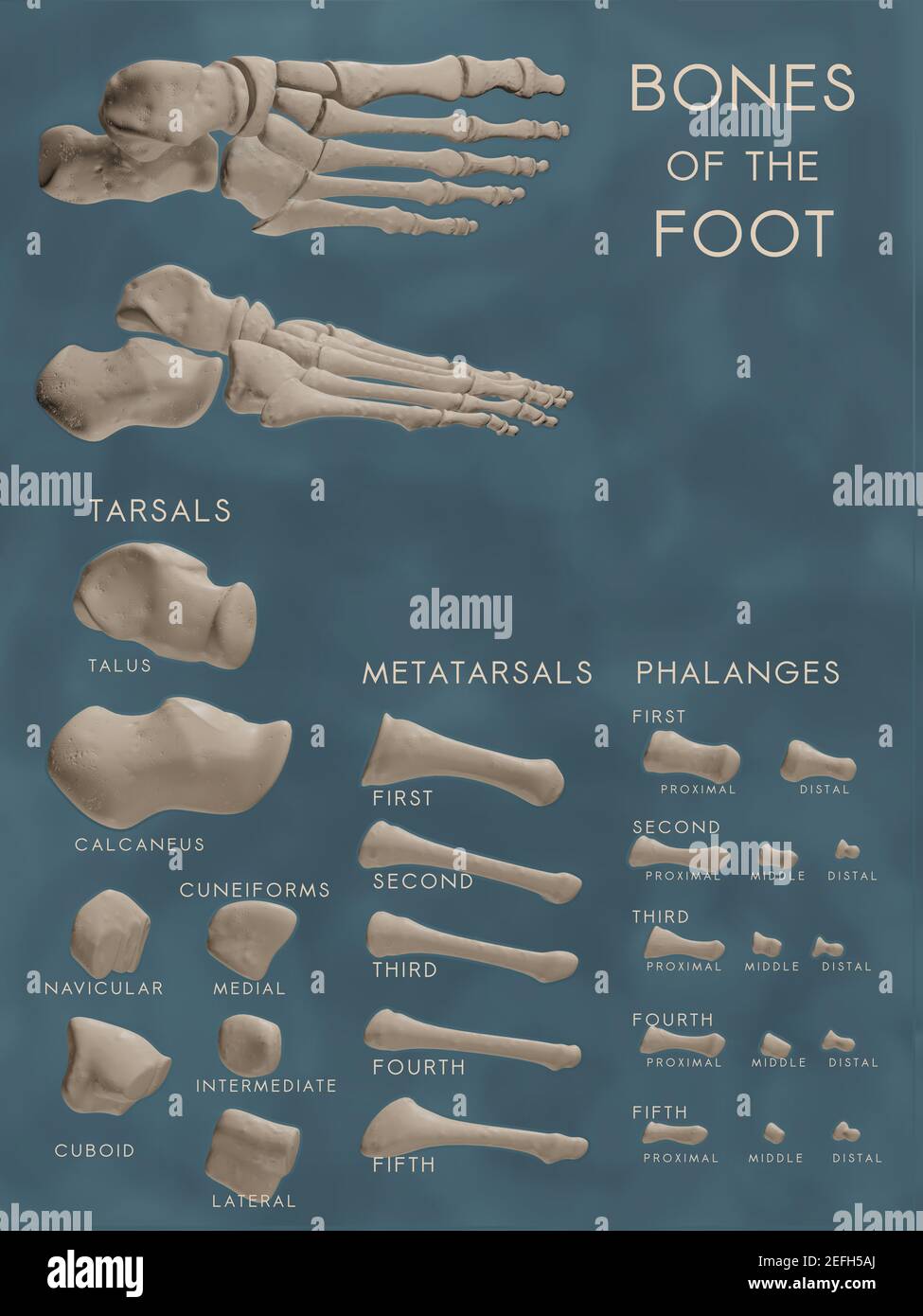 Classroom-ready poster showing bones of the foot in anatomical and exploded views. Each bone is labeled with scientific name and organised by category. Stock Photo