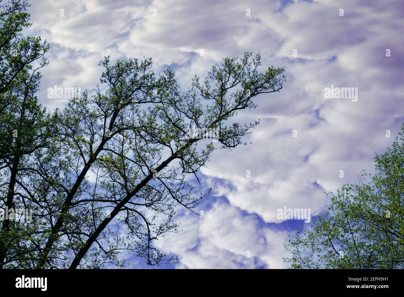 Low angle shot of trees under a blue cloudy sky and sunli Stock Photo ...