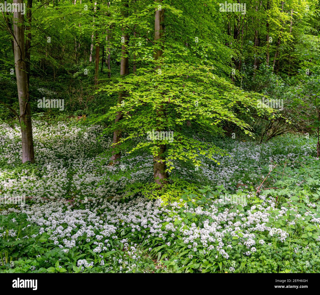 Wild garlic in Millington Woods on the Yorkshire Wolds Stock Photo