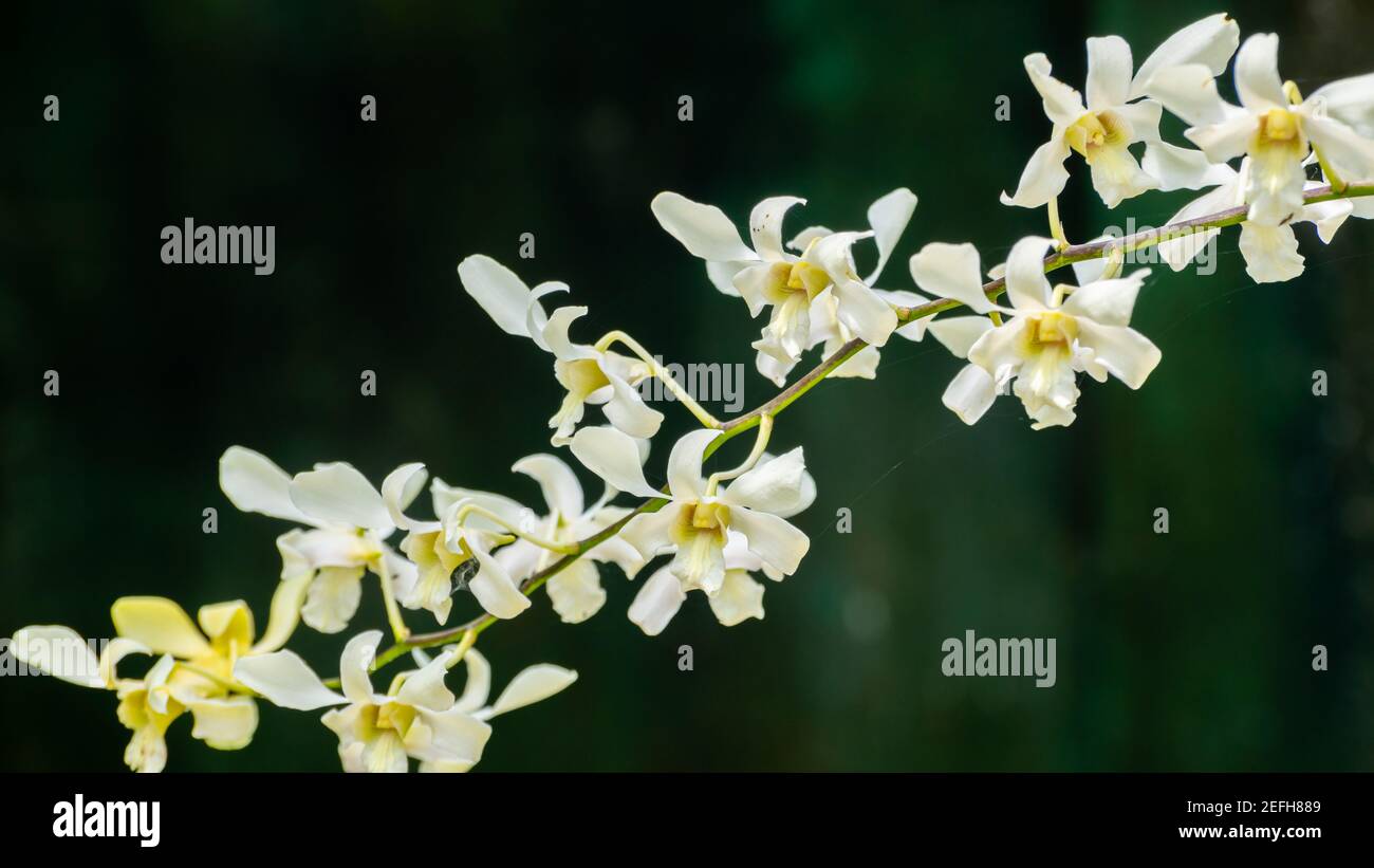 Beautiful Orchid flower branch close up photograph Stock Photo