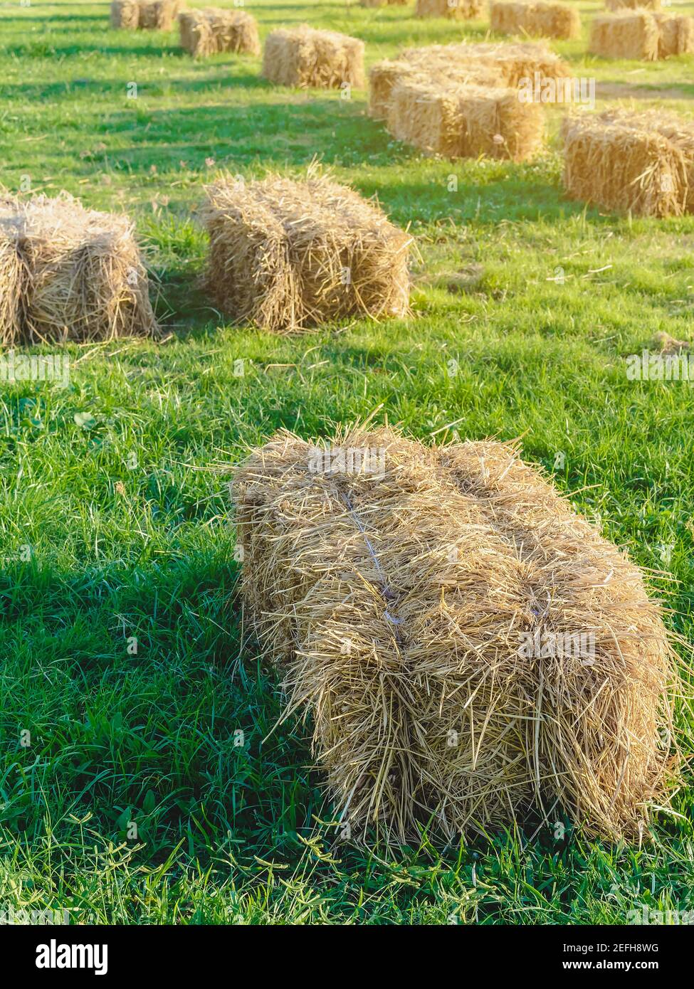 Seats and tables made from straw bales for event and party laid on lawn
