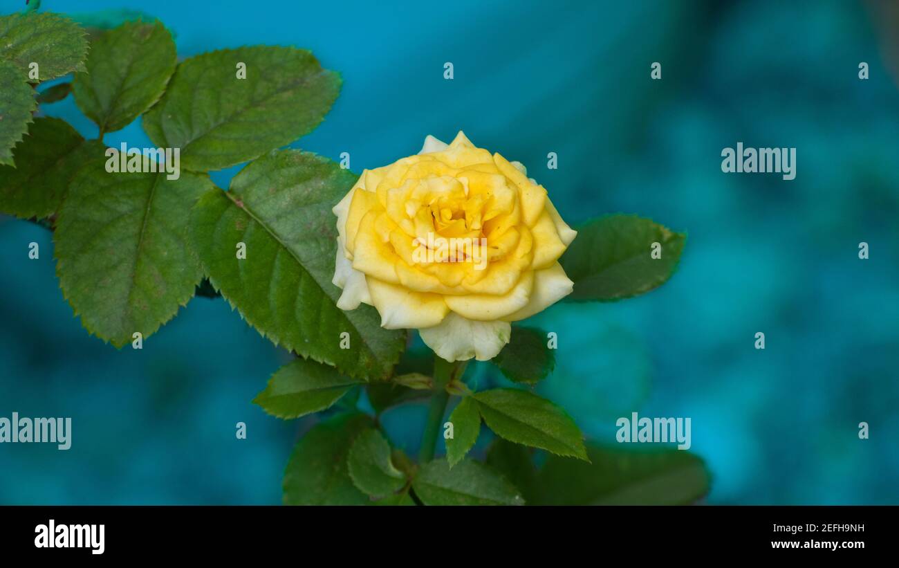 Beautiful bright yellow color rose flower isolated in the light blue background, Stock Photo