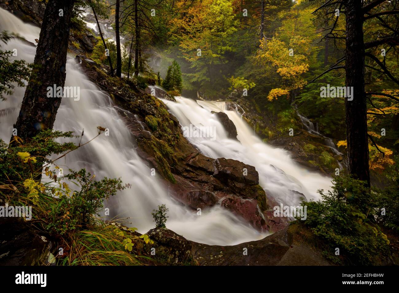 Dia parque nacional del bosque hi-res stock photography and images - Alamy