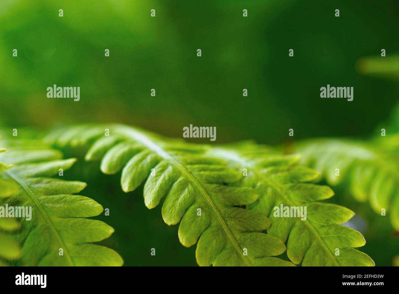 Foreground ferns hi-res stock photography and images - Alamy