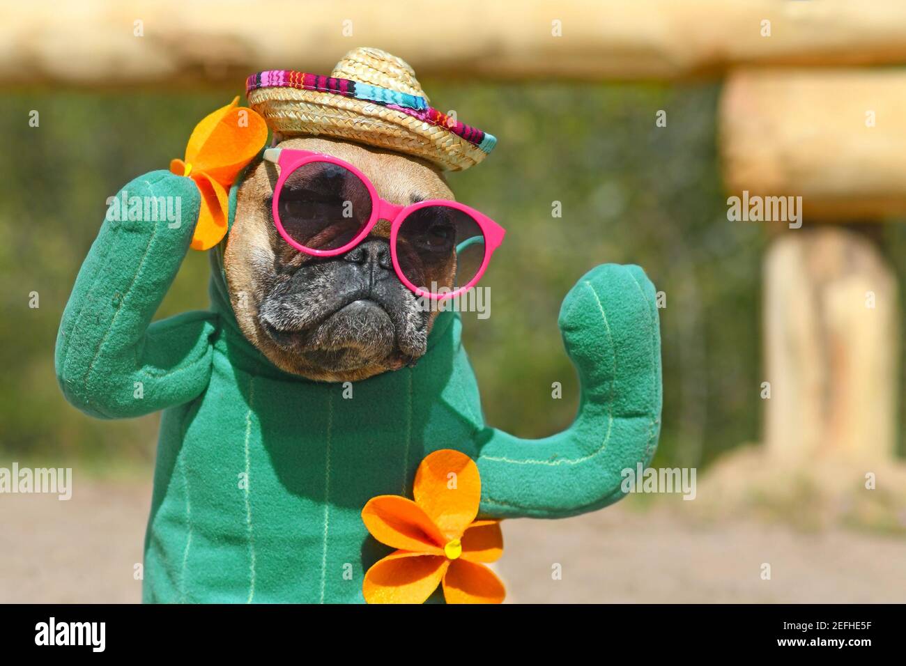 Portrait of funny French Bulldog dog dressed up with cactus costume