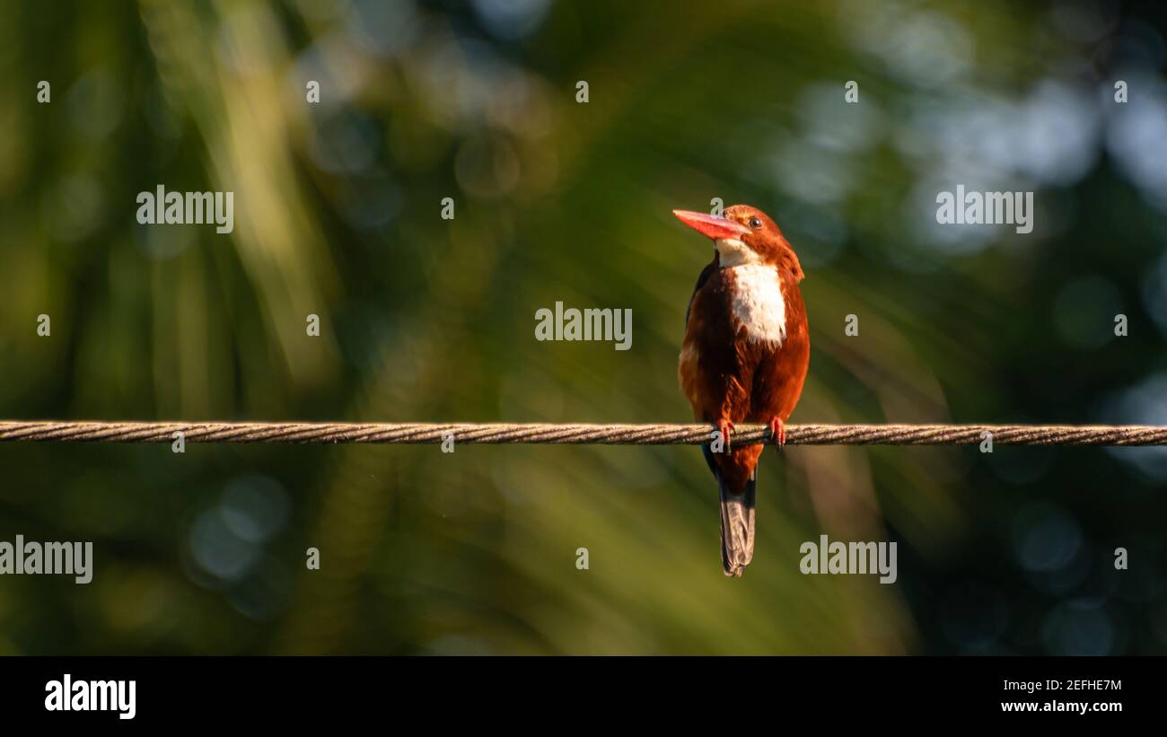 white throated king fisher perched on electric wire and looking at a side in the morning, tropical climate. Stock Photo