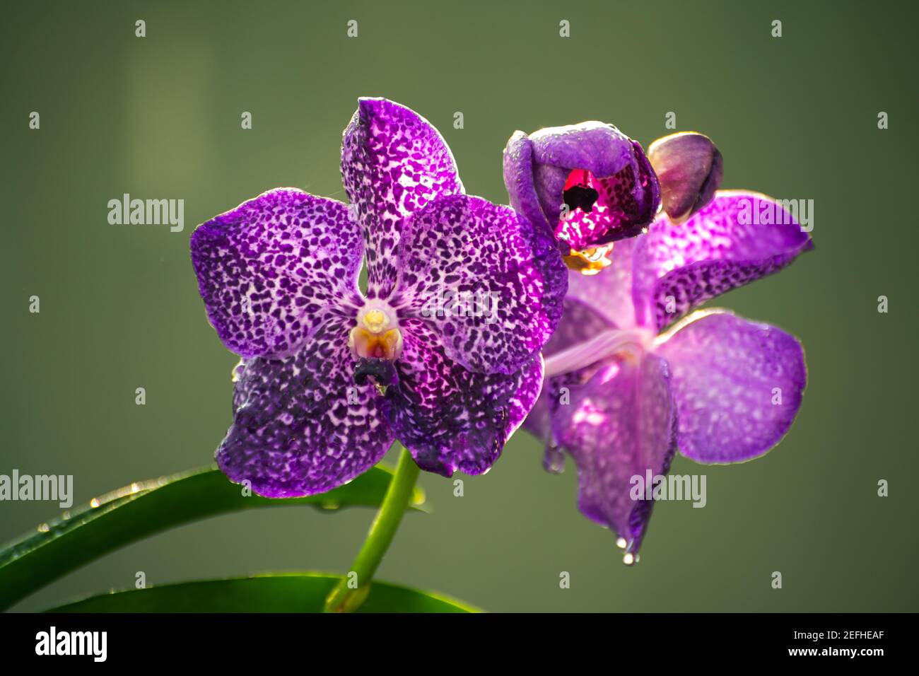 Purple orchid flowers close up photo, morning dew in the large petals against soft yellowish bokeh background, Stock Photo