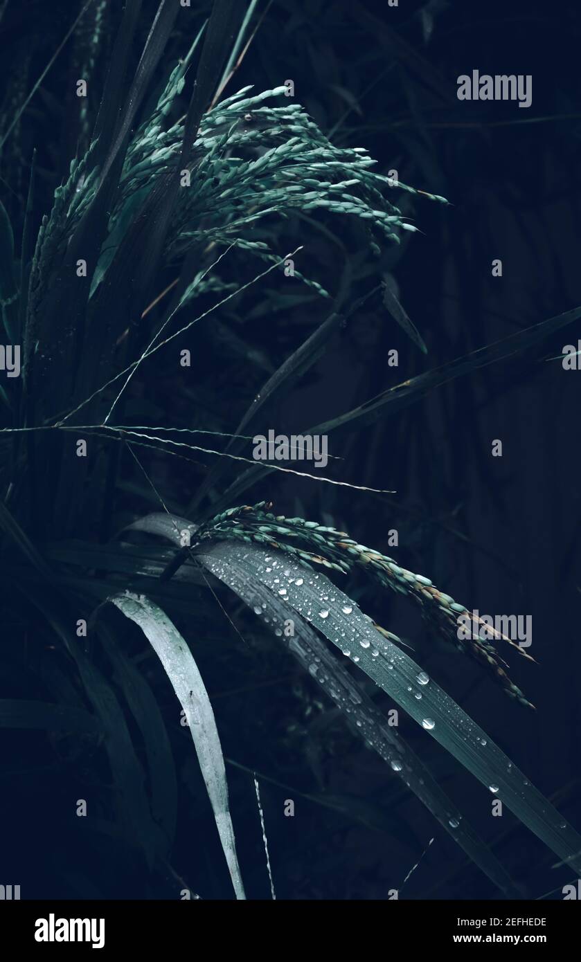 Glowing water droplets on the rice leaves, darker background image. Stock Photo