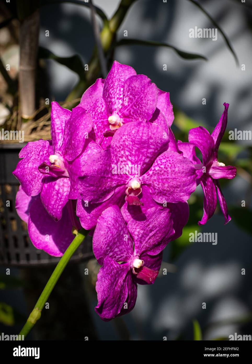 Purple orchid branch close up photograph. Stock Photo