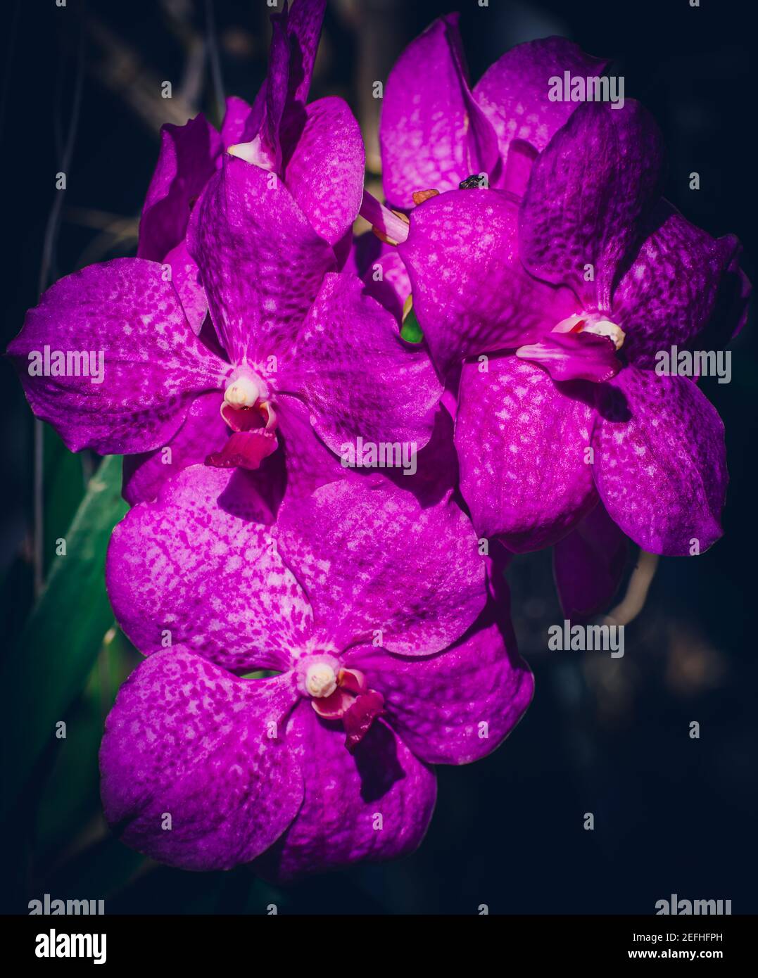 Purple orchid bouquet close up photograph. Stock Photo