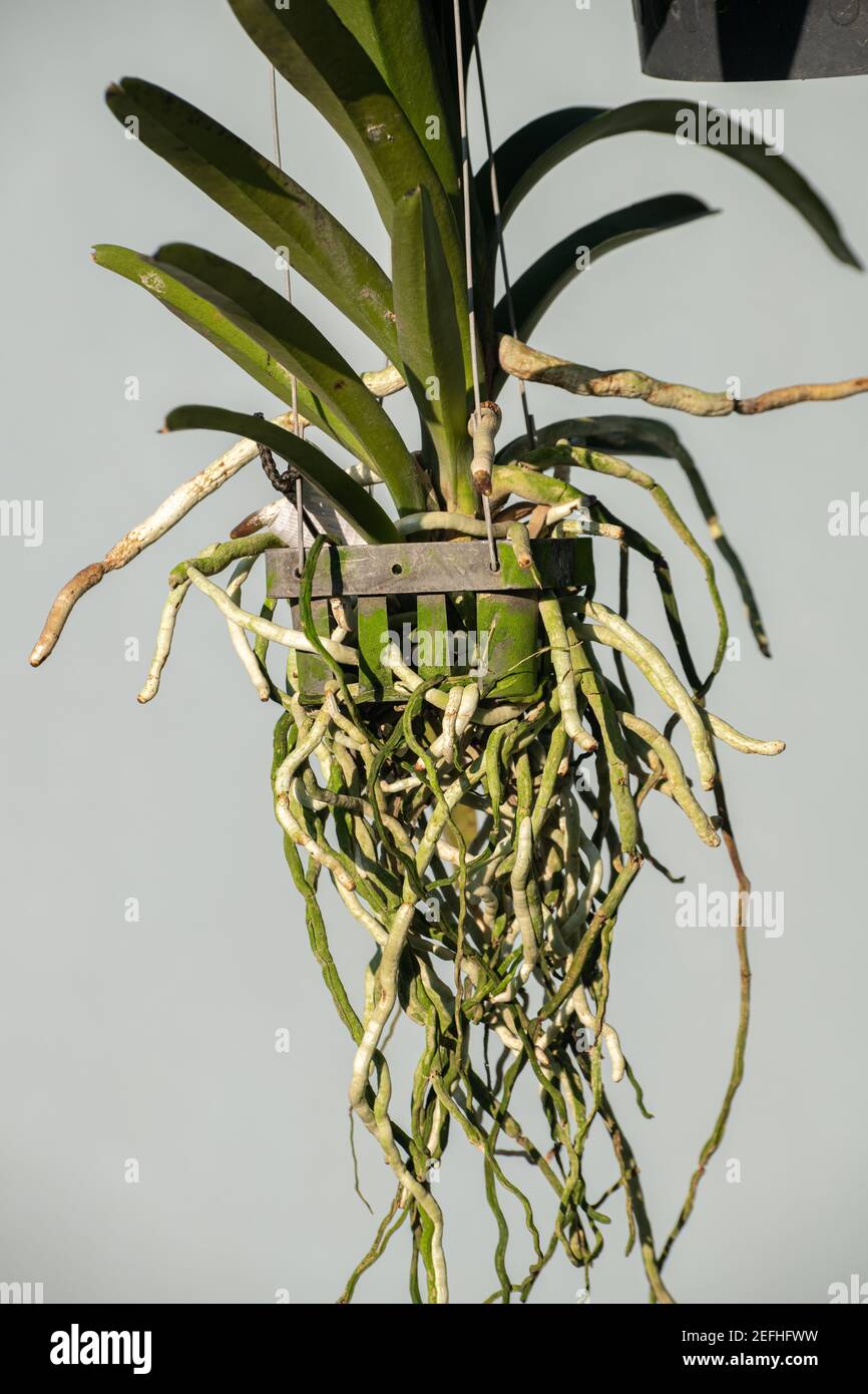 Long roots of the orchid plant grow through the spaces of the flower pot close-up photo. Orchid plants grow without soil and pot hangs in the air. Stock Photo