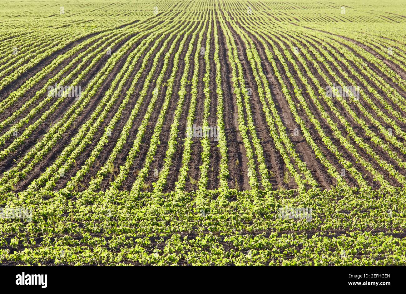 Rows of early soy shoots growing in the rich dark brown soil. Stock Photo