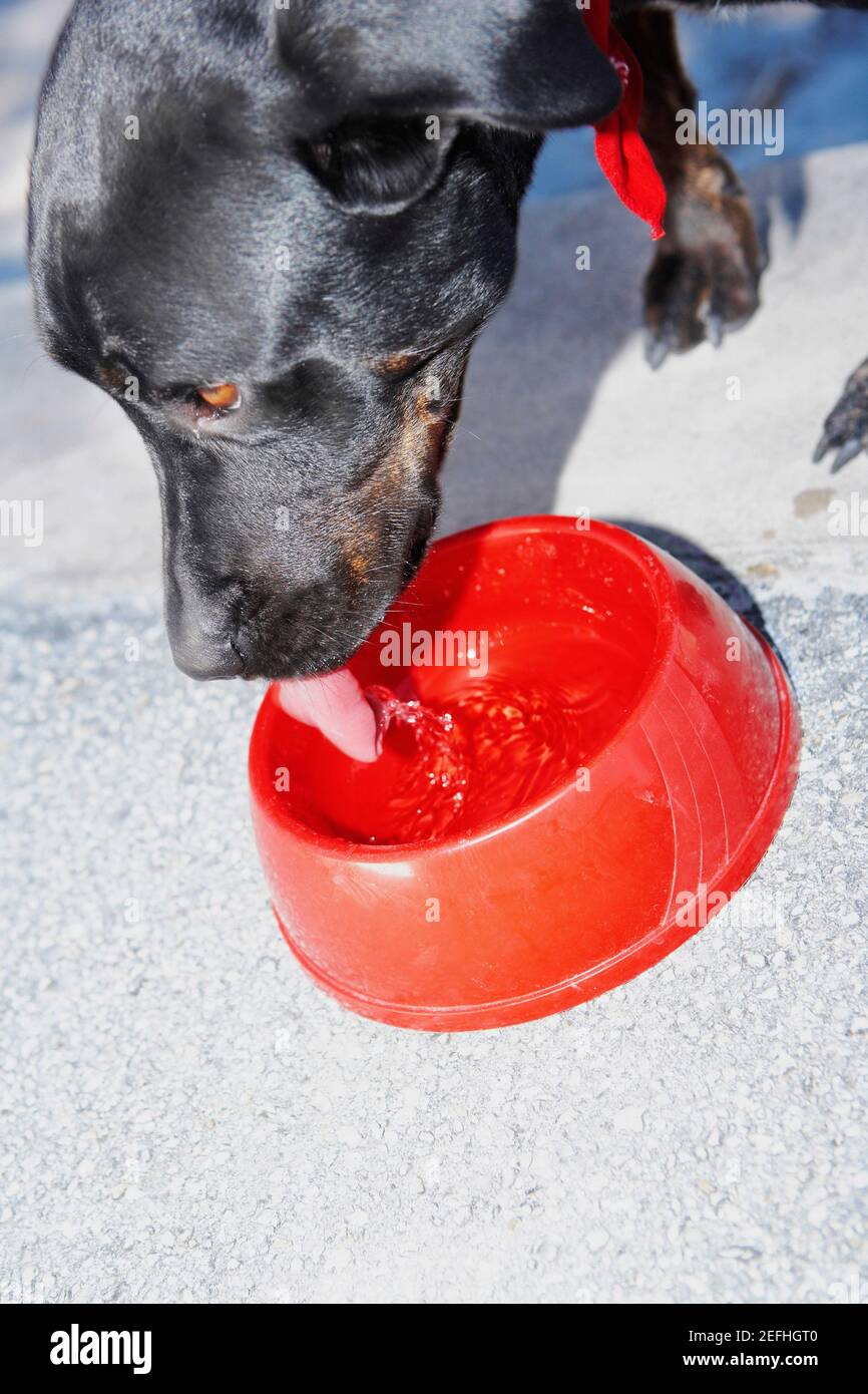 Dog drinking water out bowl hires stock photography and images Alamy