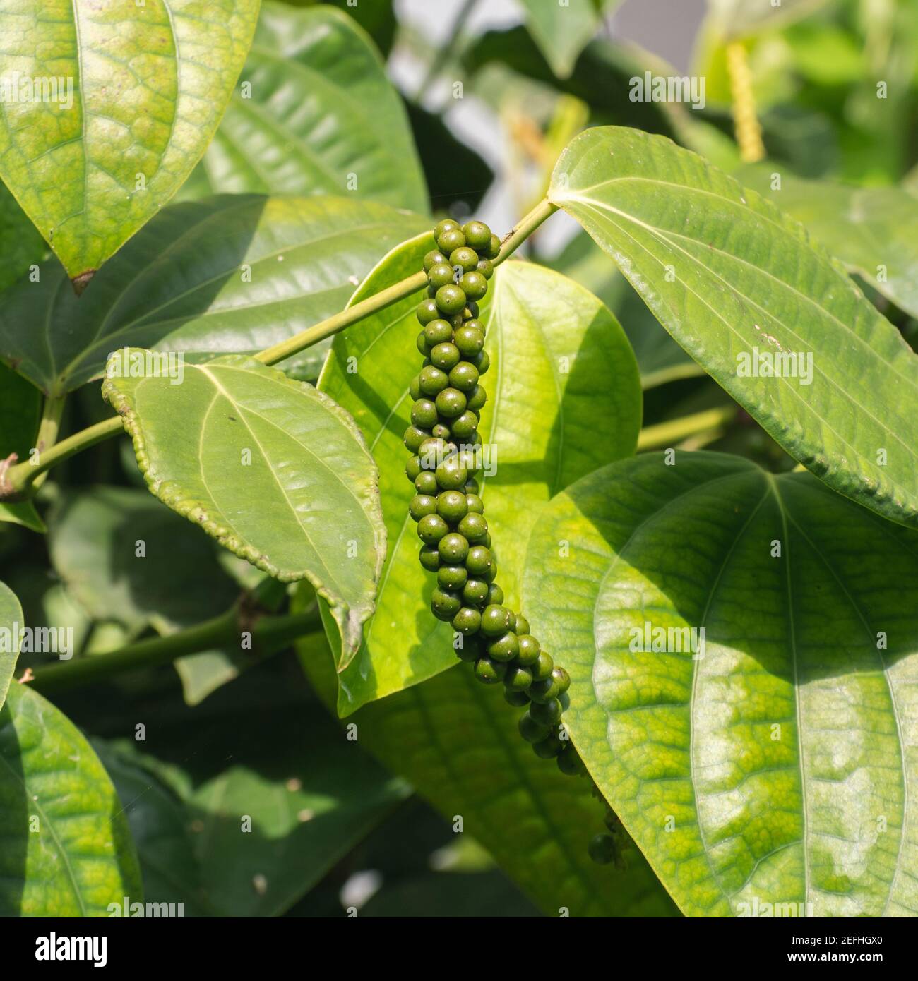 Black Pepper Plant Fresh Green Leaves Glow Tree Stock Photo, Picture and  Royalty Free Image. Image 141828423.
