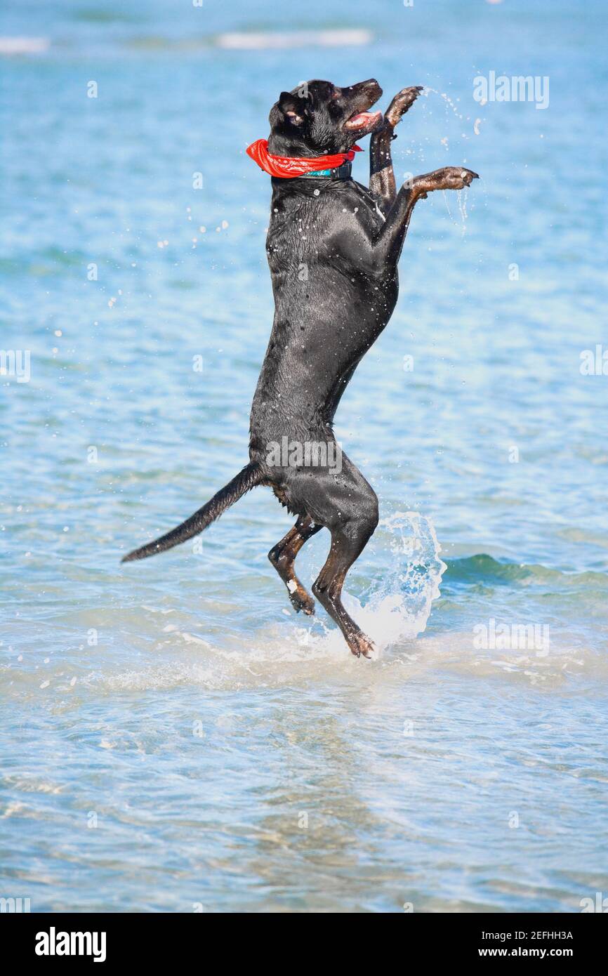 Side profile of a dog jumping in water Stock Photo Alamy