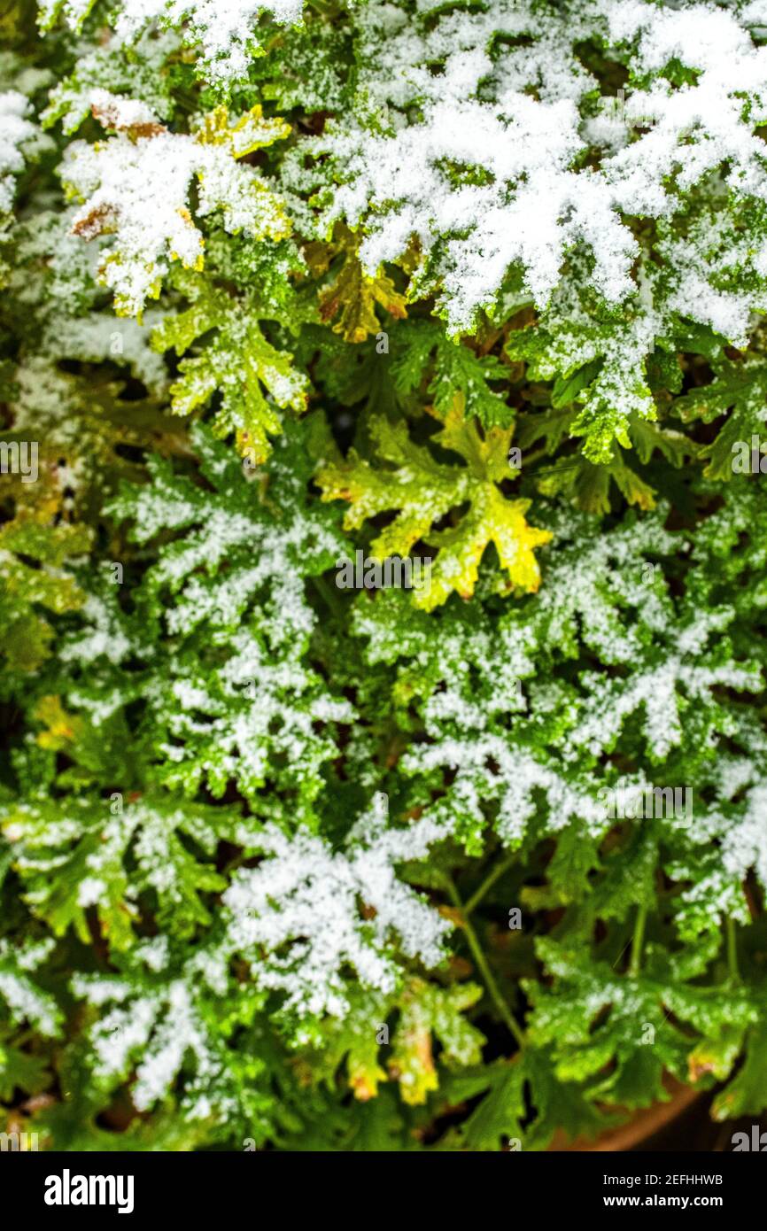 Abstract plant portrait of Pelargonium crispum, lemonscented, geranium