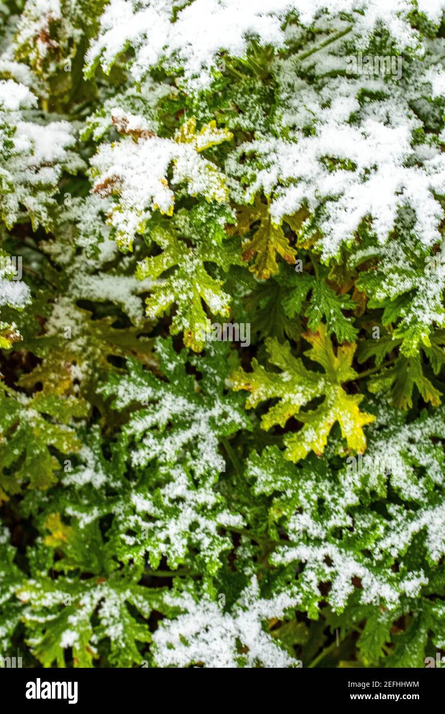 Abstract plant portrait of Pelargonium crispum, lemonscented, geranium