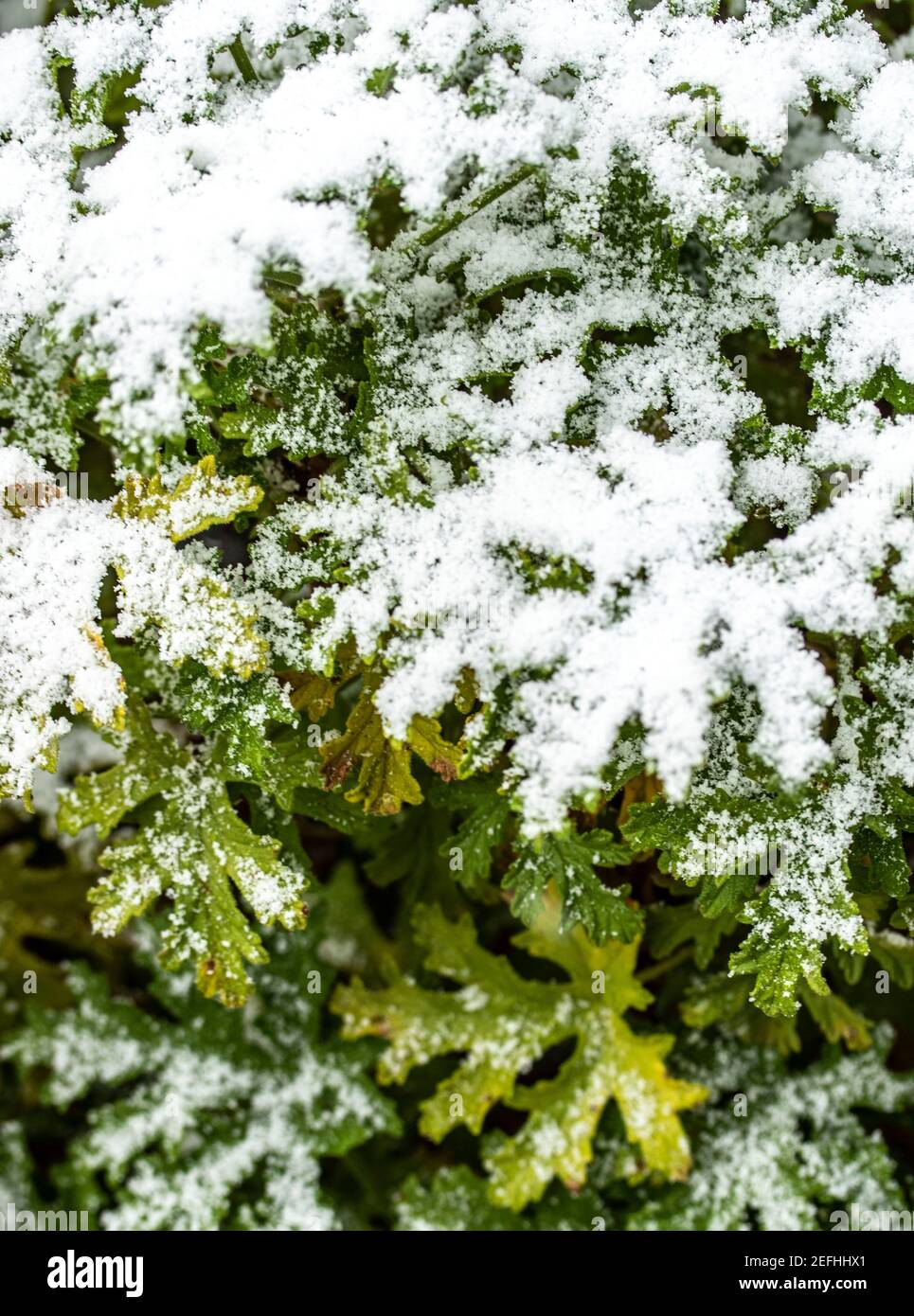 Abstract plant portrait of Pelargonium crispum, lemonscented, geranium