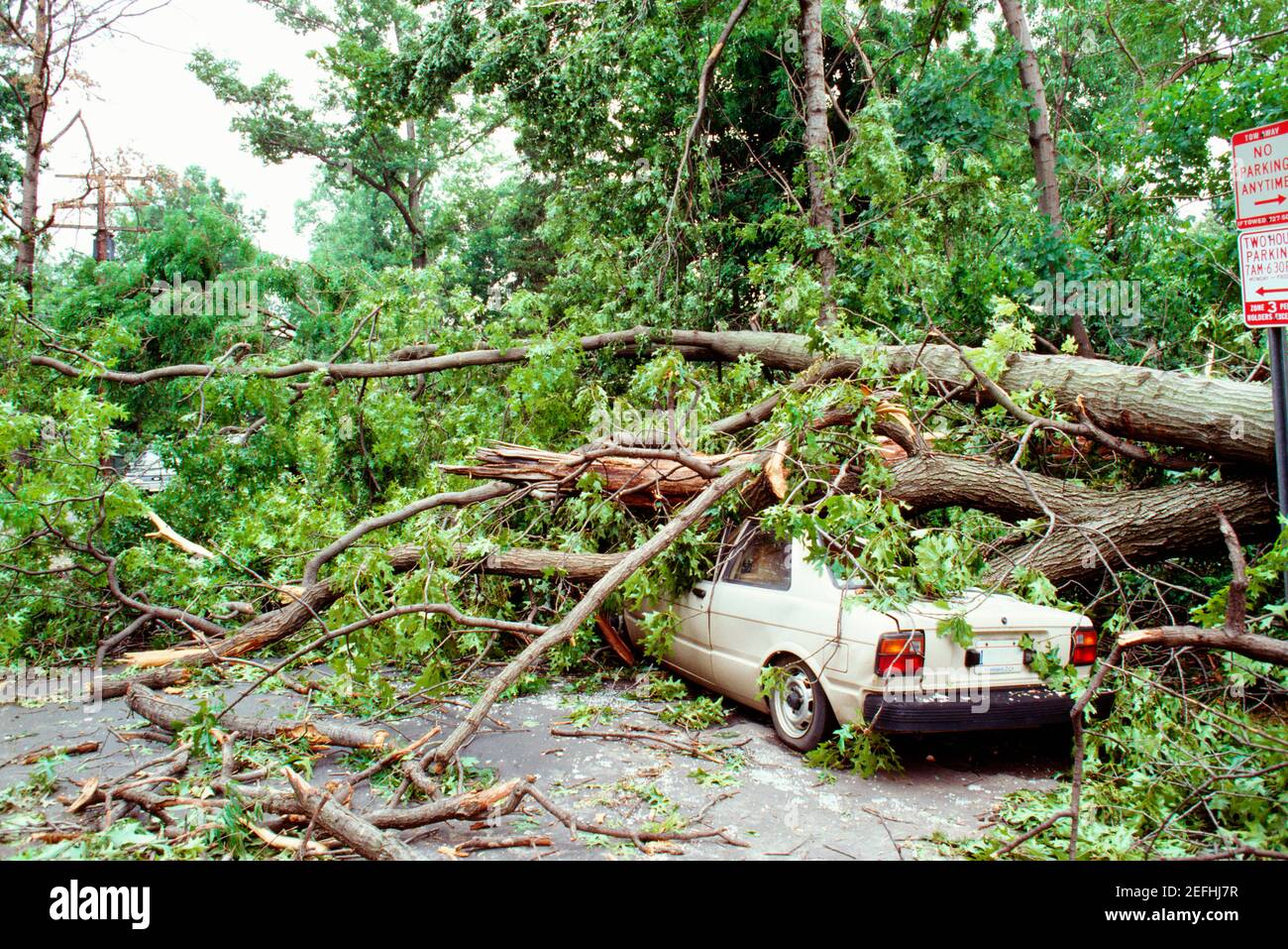 Tree branch fallen on car hires stock photography and images Alamy