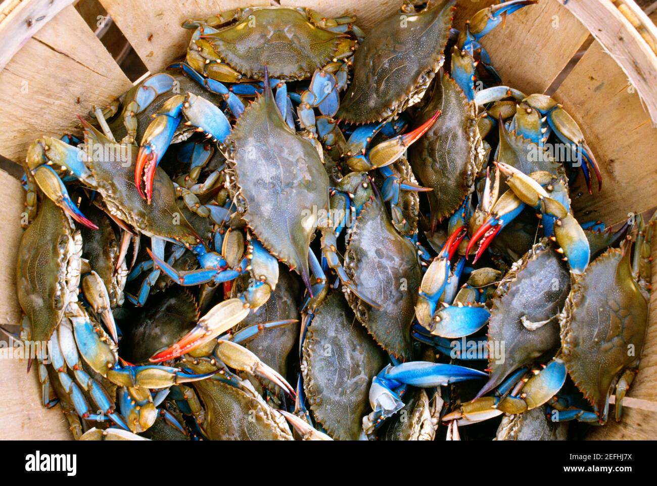 Crab net underwater hi-res stock photography and images - Alamy