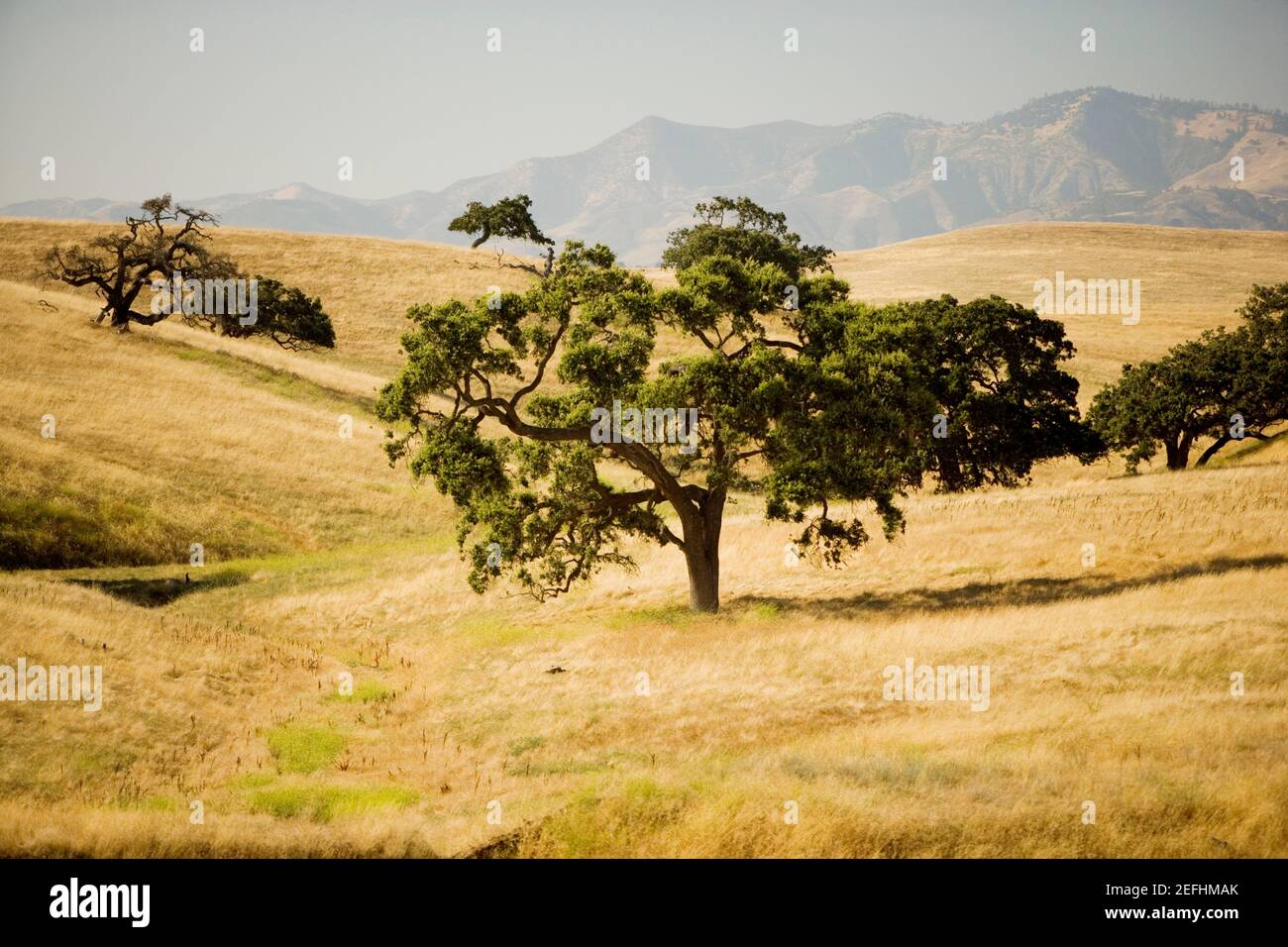 High tree treetop world hi-res stock photography and images - Alamy