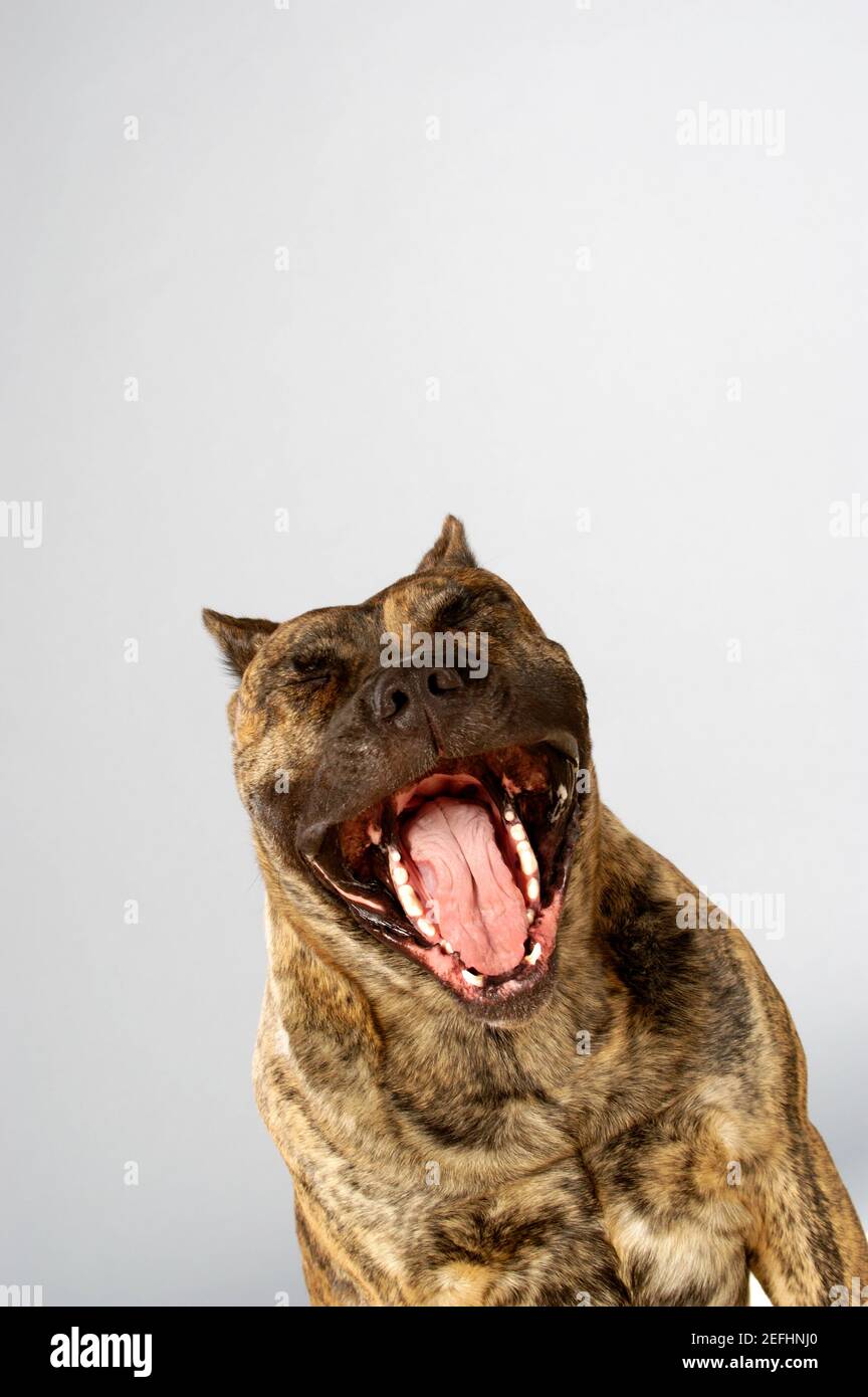 Close-up of a Boxer with its mouth open Stock Photo