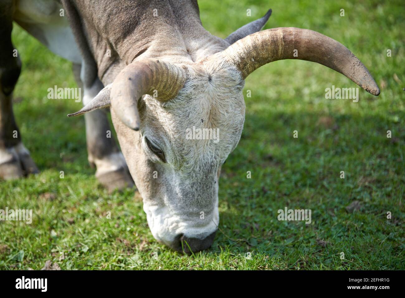 Closeup shot ofwhite zebu grazing in the field Stock Photo