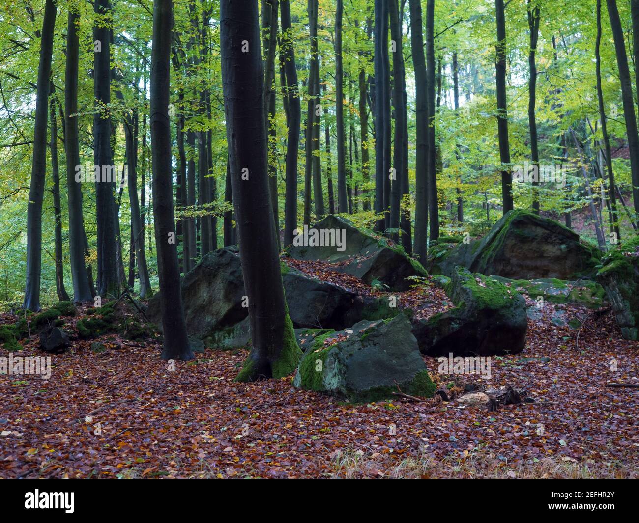 Beech tree and moss covered stones hi-res stock photography and images ...