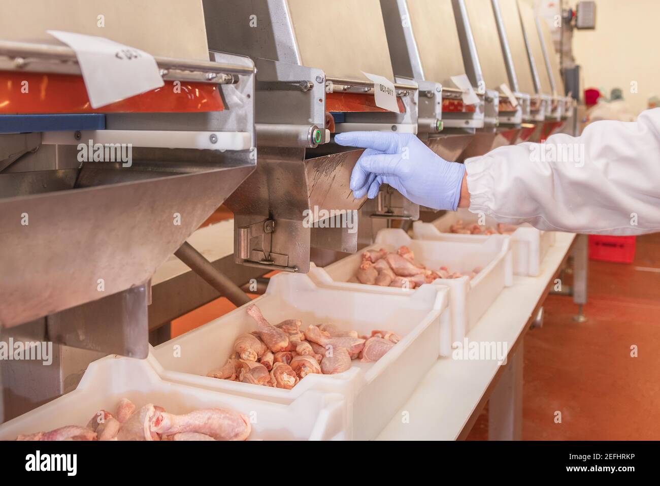 Factory Cook Automated production line in modern food factory. Ravioli production ...