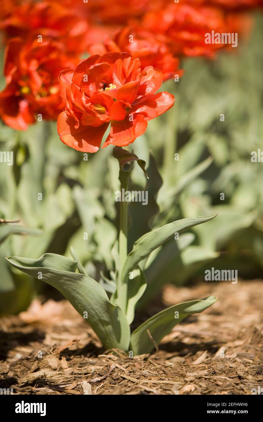 Close-up of flowering plants Stock Photo