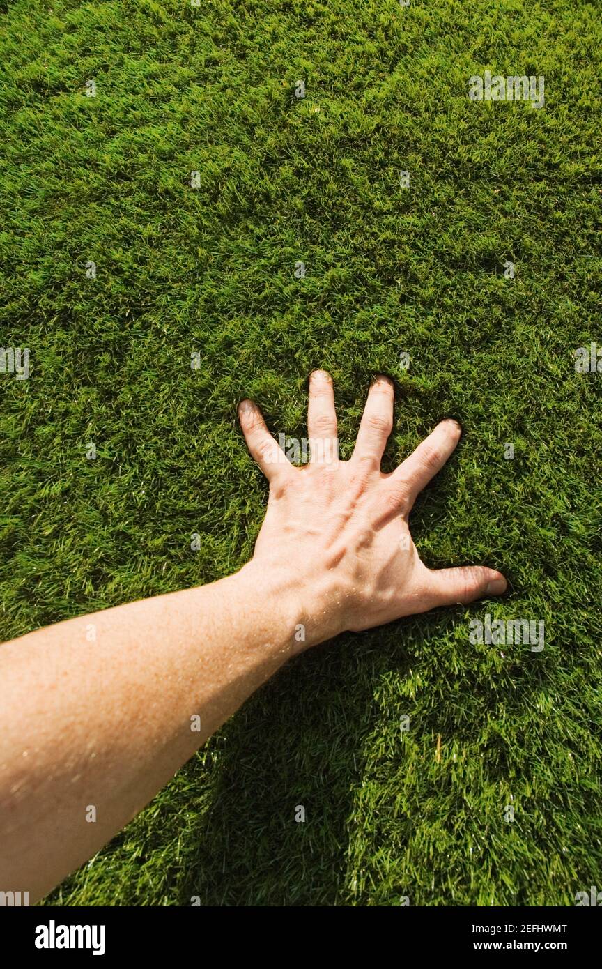 Person touching grass - Stock Image - F012/0423 - Science Photo Library