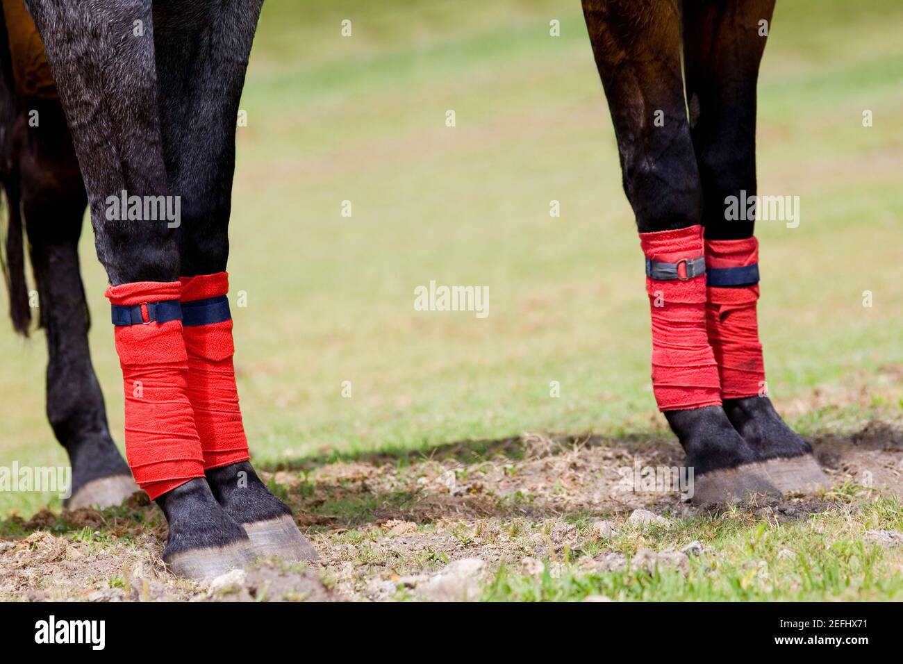 Low section view of a horse legs wrapped with bandages Stock Photo Alamy