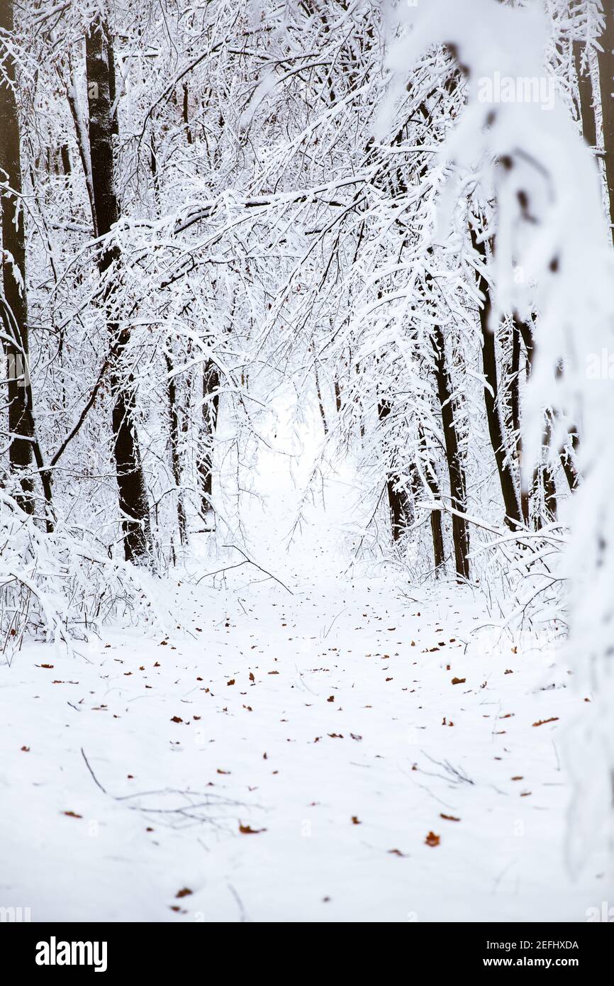 Snowy forest scene art hi-res stock photography and images - Alamy