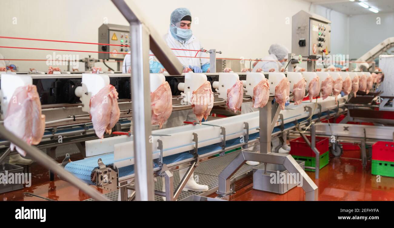 The meat factory. chicken on a conveyor belt.meat processing plant